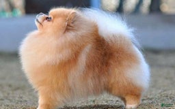 Pomeranian dogs for sale: Carla - Image 7