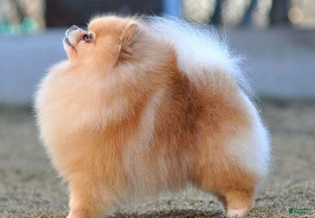 Pomeranian dogs for sale: Carla - Image 7