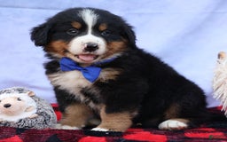 Bernese Mountain Dog dogs for sale: Seth - Image 21