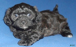 Shihpoo dogs for sale: Shih-Poo 4 puppies - Image 11