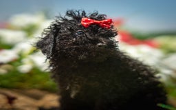 Toy Poodle dogs for sale: Ember - Image 10