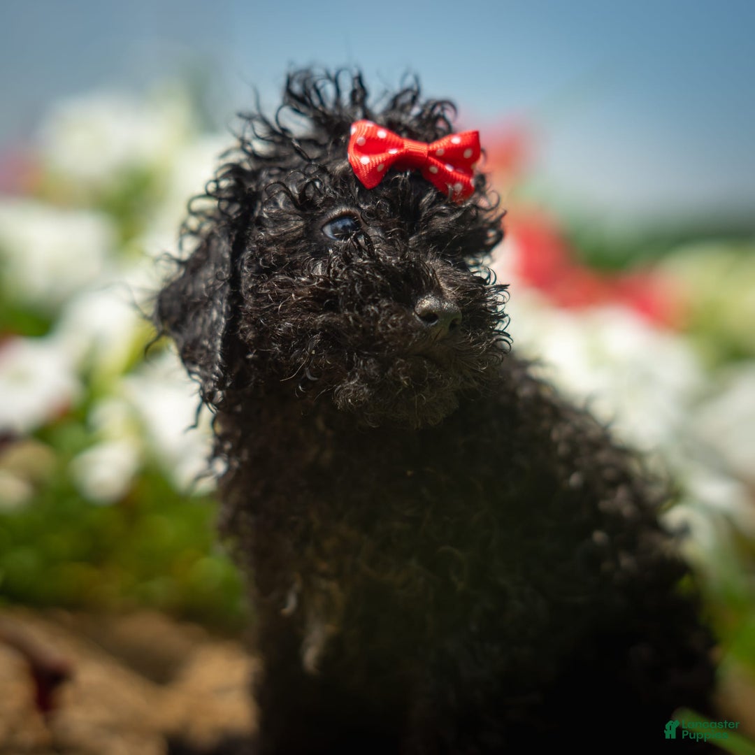 Toy Poodle dogs for sale: Ember - Image 10