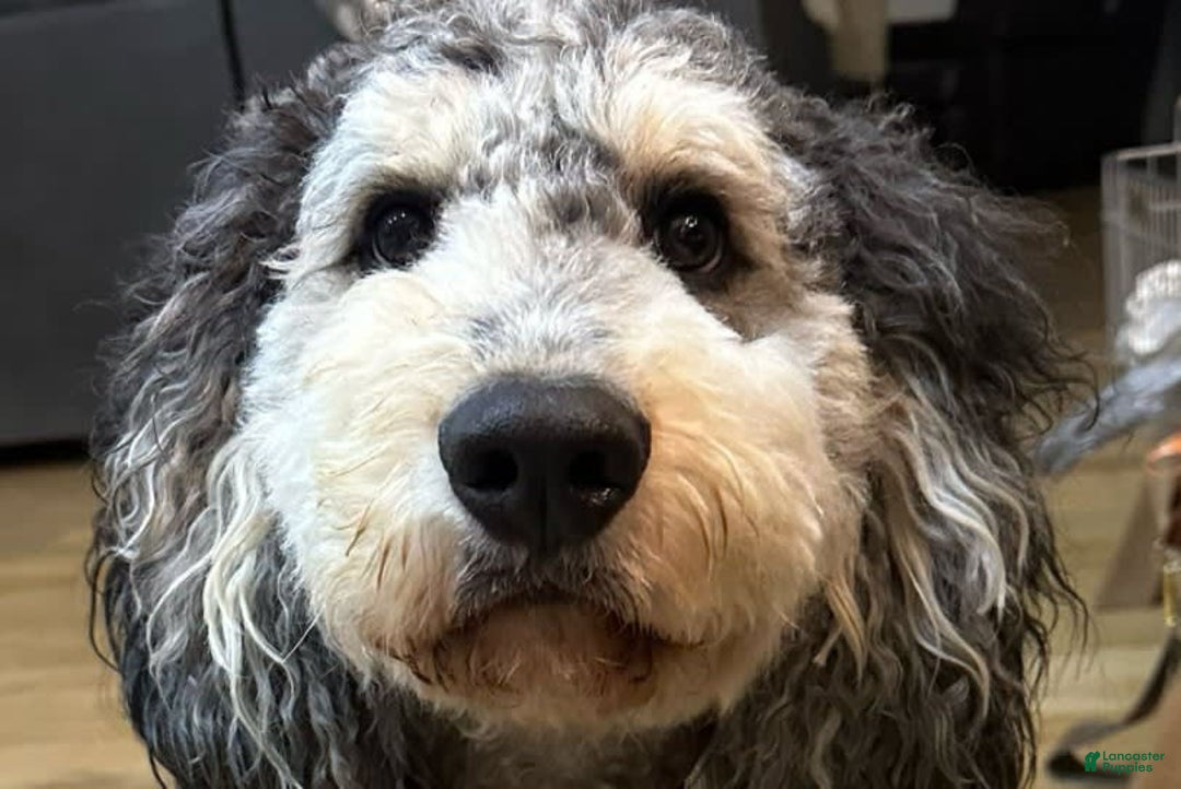 Bernedoodle dogs for sale: Ryder - Image 14