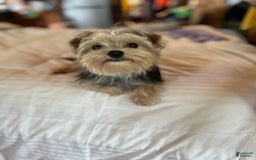 Morkie dogs for sale: Boomer - Image 2