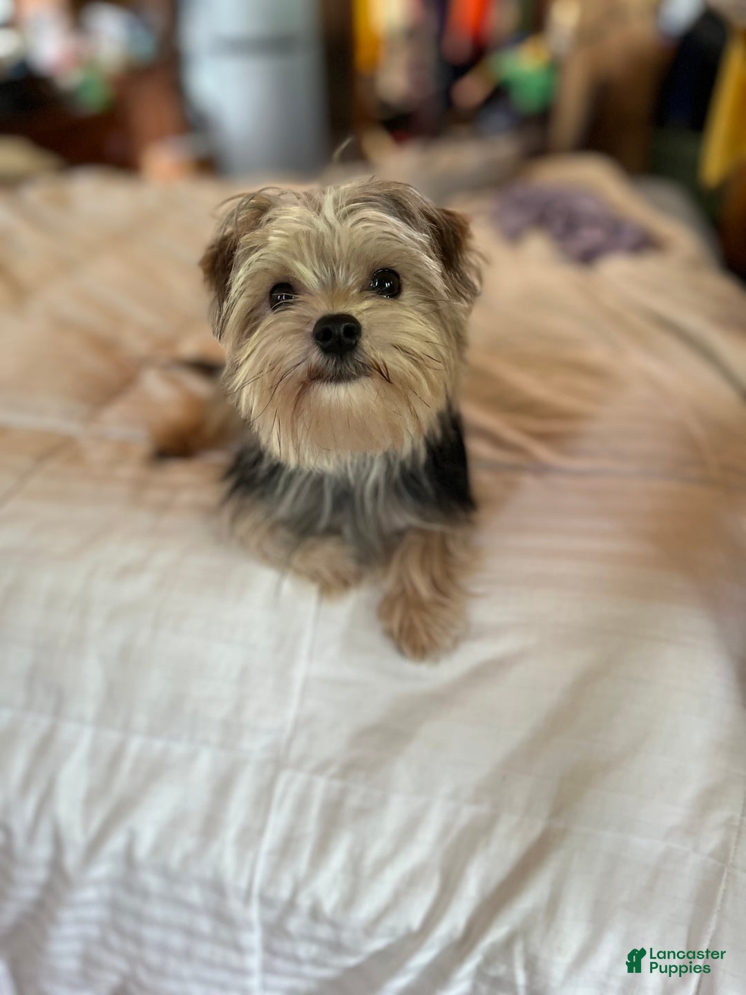 Morkie dogs for sale: Boomer - Image 2
