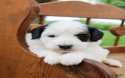 Mini Bernedoodle dogs for sale: Lennon - Image 11