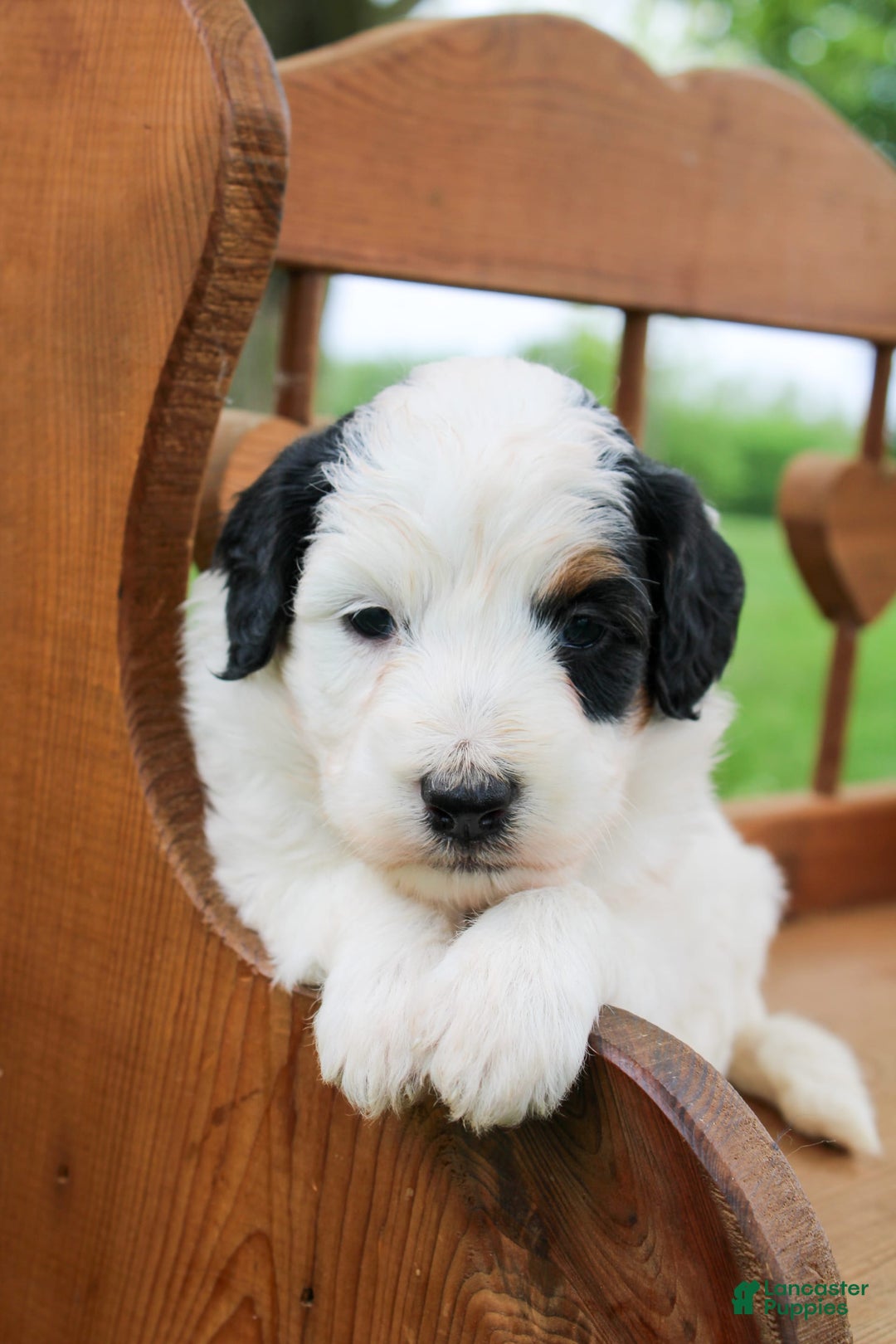 Mini Bernedoodle dogs for sale: Lennon - Image 11