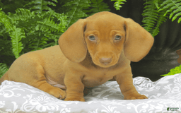 Miniature Dachshund dogs for sale: Trevor - Image 1