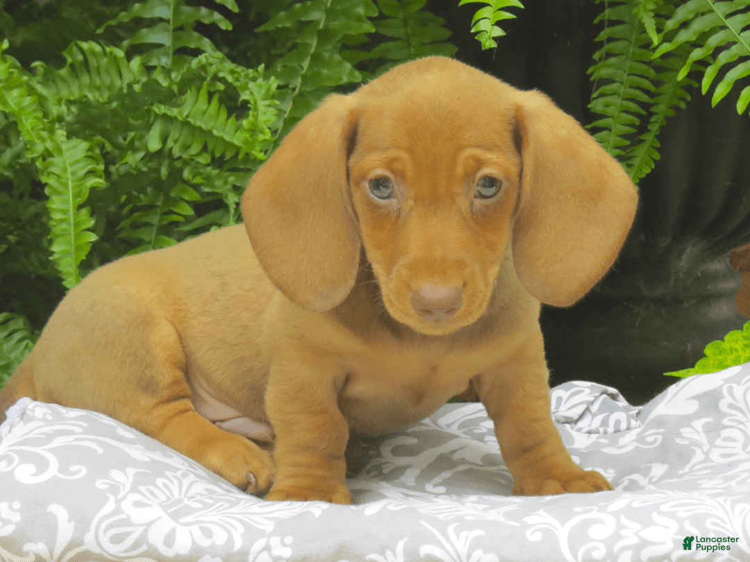 Miniature Dachshund dogs for sale: Trevor - Image 1