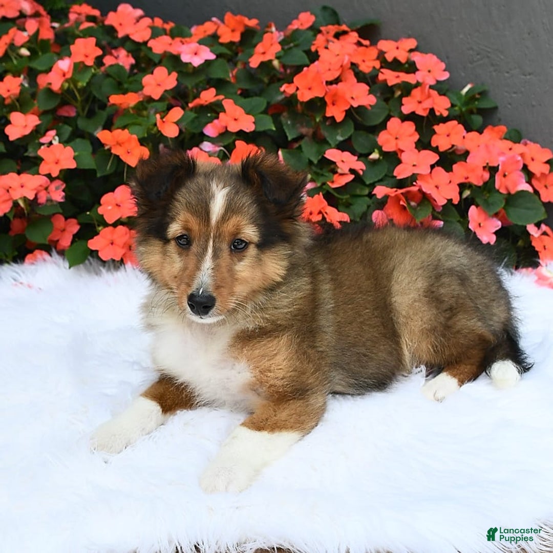 Shetland Sheepdog dogs for sale: Tommy - Image 6