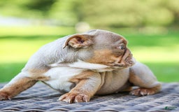 English Bulldog dogs for sale: Truffles - Image 10