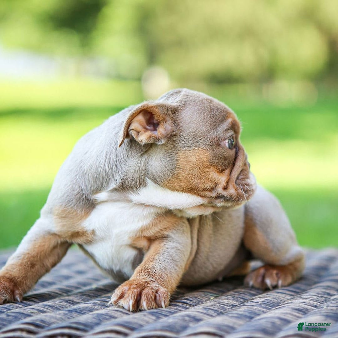 English Bulldog dogs for sale: Truffles - Image 10