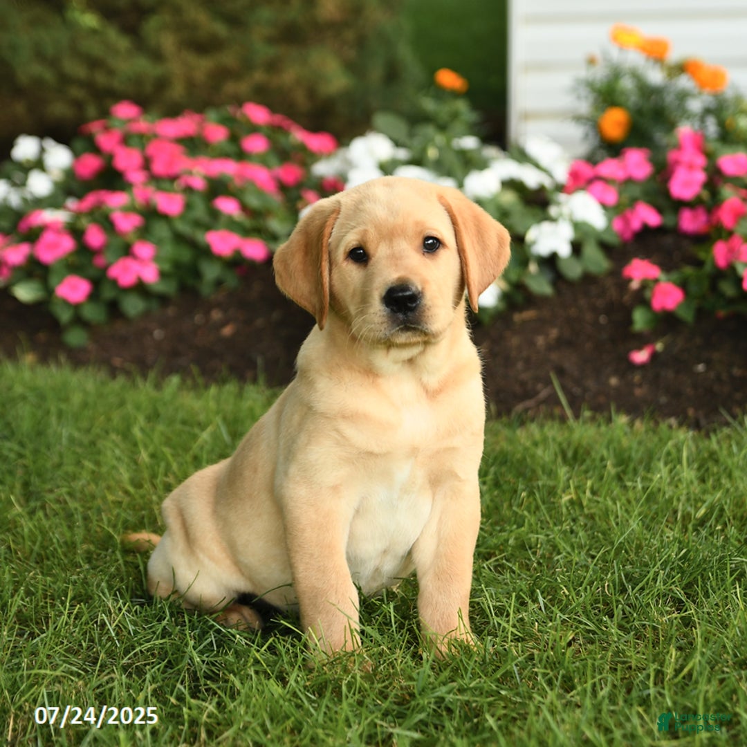 Labrador Retriever dogs for sale: Sugar - Image 5
