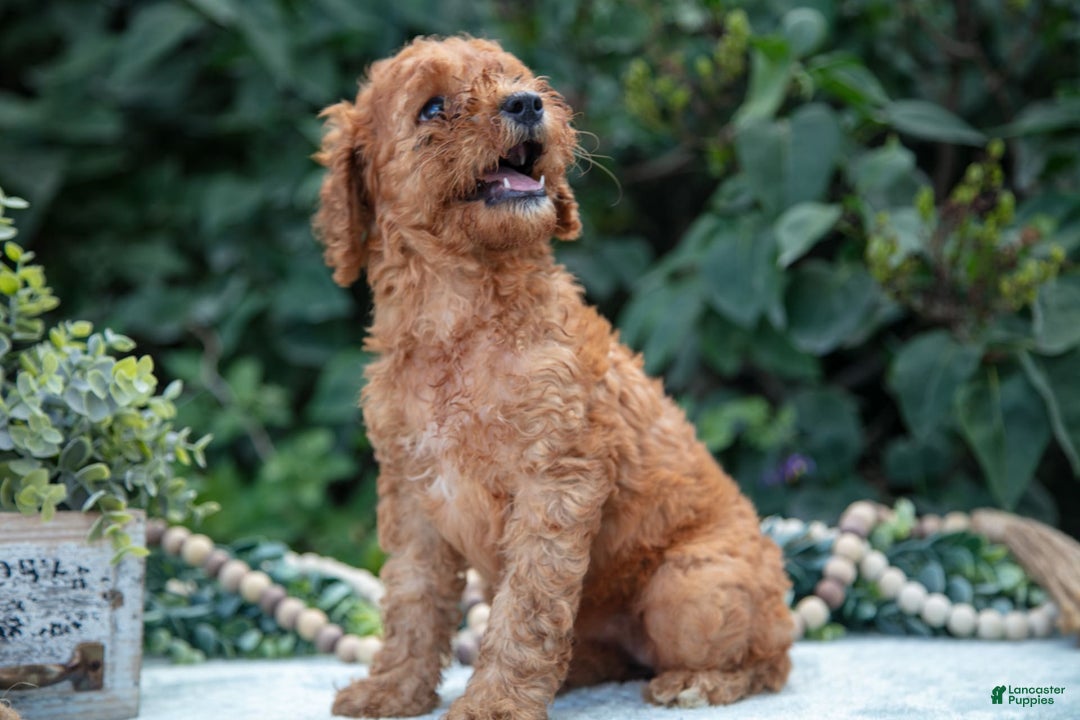 Mini Goldendoodle dogs for sale: Sally - Image 3