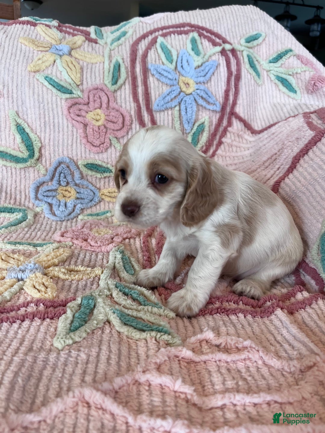 Cocker Spaniel dogs for sale: Freckles - Image 3