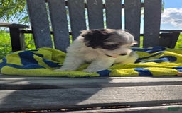 Shihpoo dogs for sale: Ashton - Image 1
