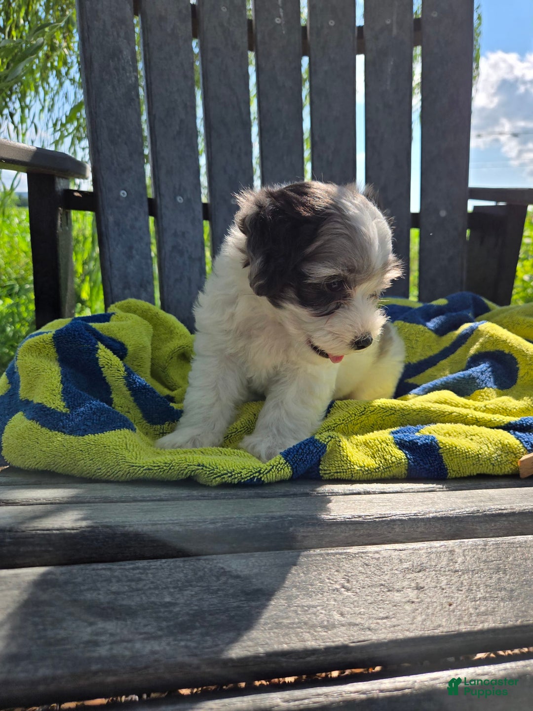 Shihpoo dogs for sale: Ashton - Image 1