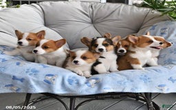 Welsh Corgi Pembroke dogs for sale: Jett - Image 2