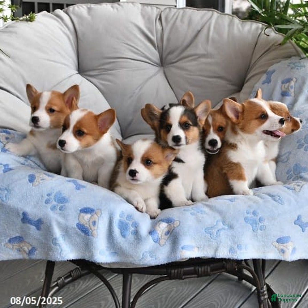 Welsh Corgi Pembroke dogs for sale: Jett - Image 2