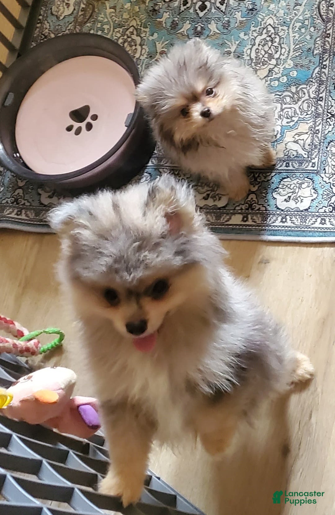 Pomeranian dogs for sale: Buzz - Image 19