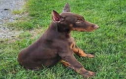 Doberman Pinscher dogs for sale: Mark - Image 7