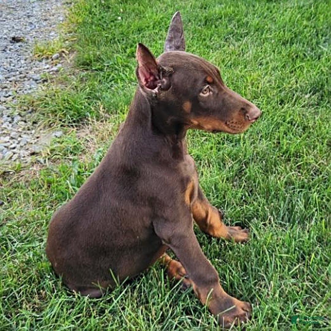 Doberman Pinscher dogs for sale: Mark - Image 7