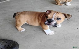 English Bulldog dogs for sale: Reagan - Image 13
