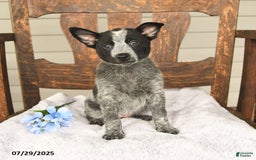Australian Cattle Dog dogs for sale: Marlene - Image 5