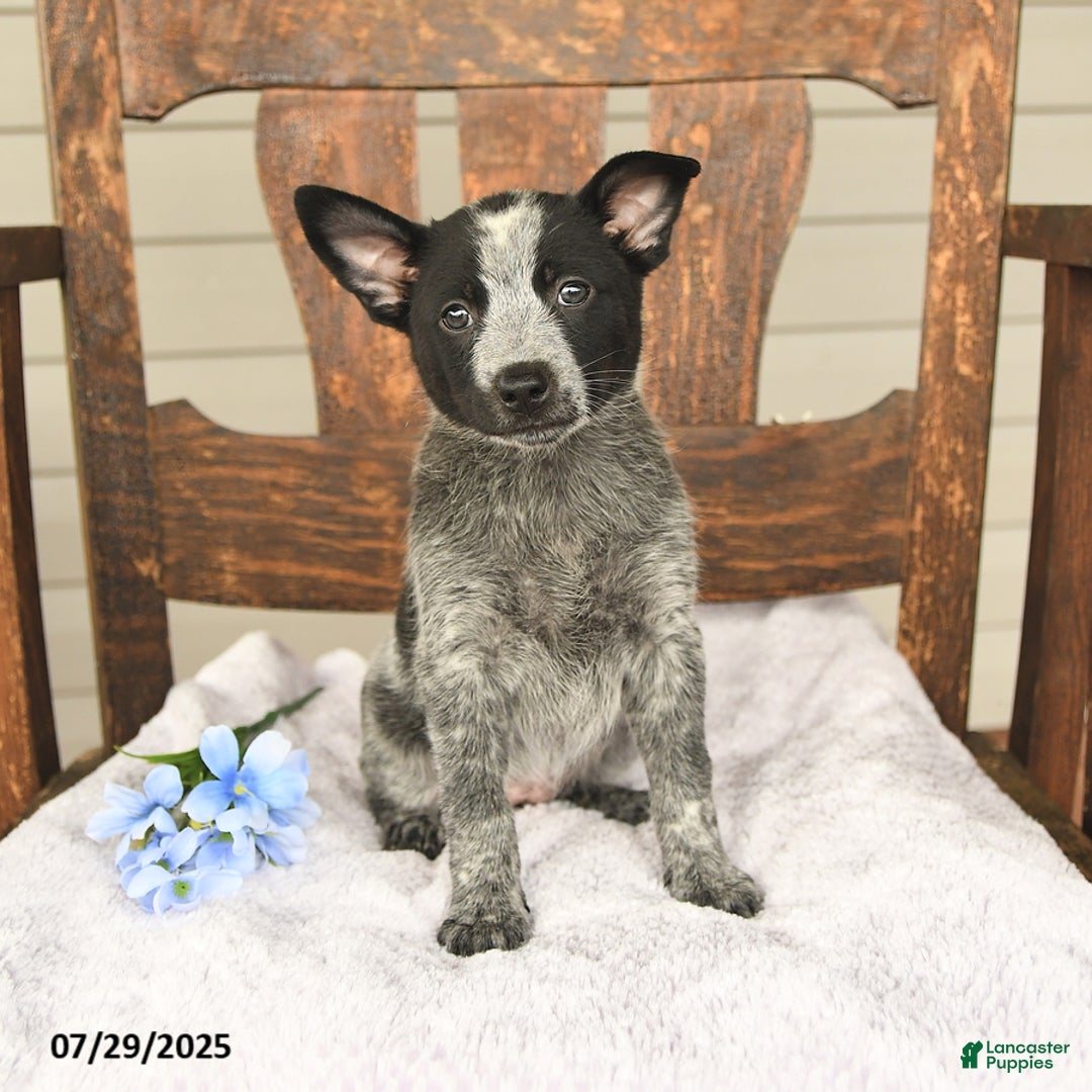 Australian Cattle Dog dogs for sale: Marlene - Image 5