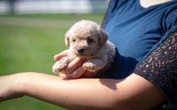 Miniature Poodle dogs for sale: Buddy - Image 7