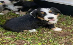 Australian Shepherd dogs for sale: Annie Oakley - Image 2