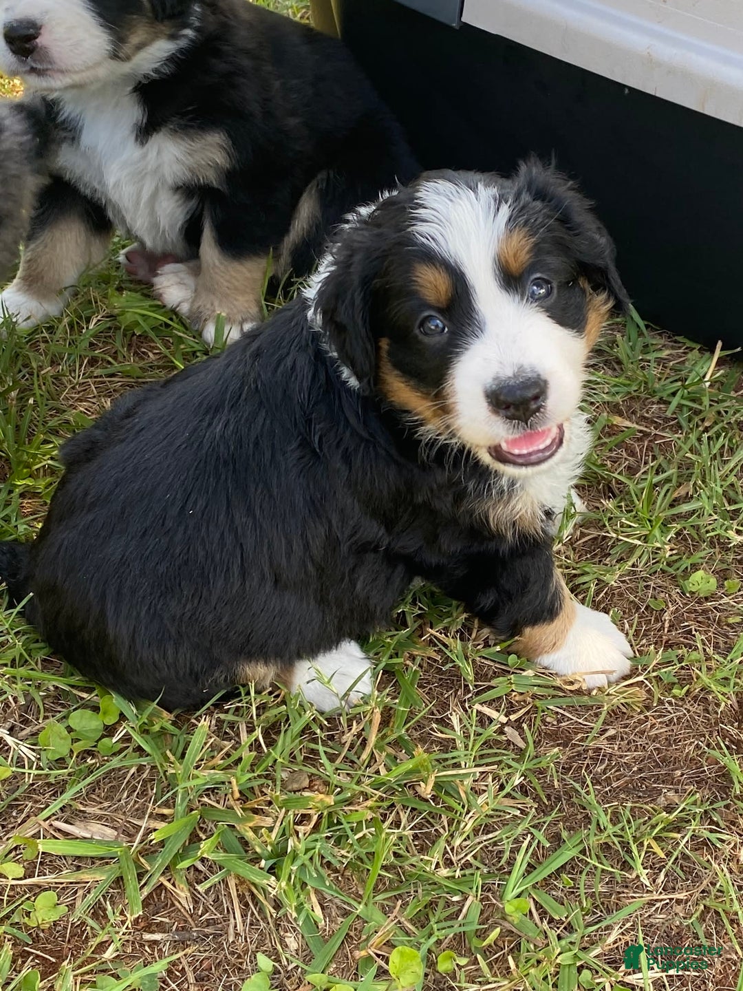 Australian Shepherd dogs for sale: Annie Oakley - Image 2