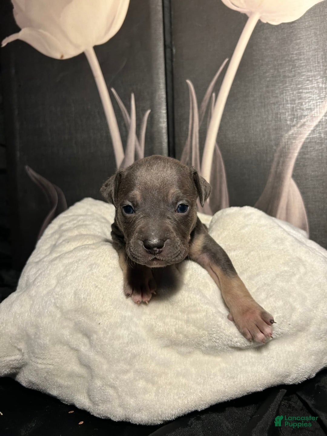 American Bully dogs for sale: Wolf - Image 5