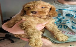 Goldendoodle dogs for sale: Percy - Image 1