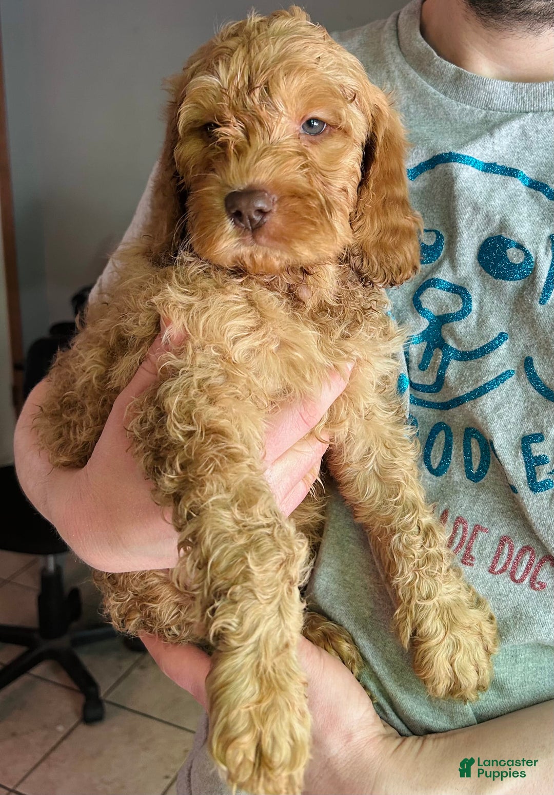 Goldendoodle dogs for sale: Percy - Image 1