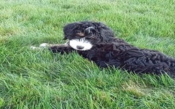 Mini Bernedoodle dogs for sale: Shiloh - Image 8