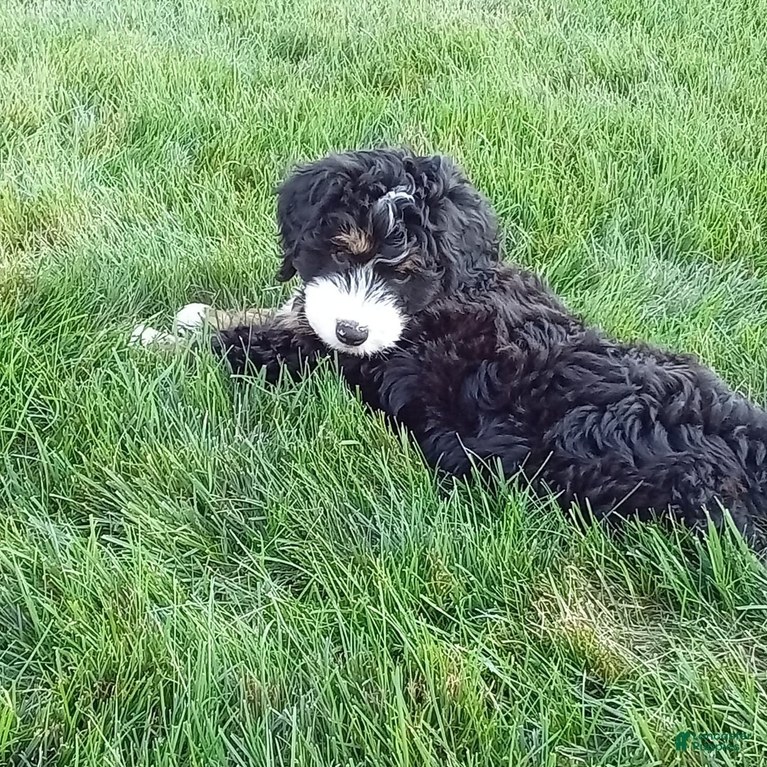 Mini Bernedoodle dogs for sale: Shiloh - Image 8