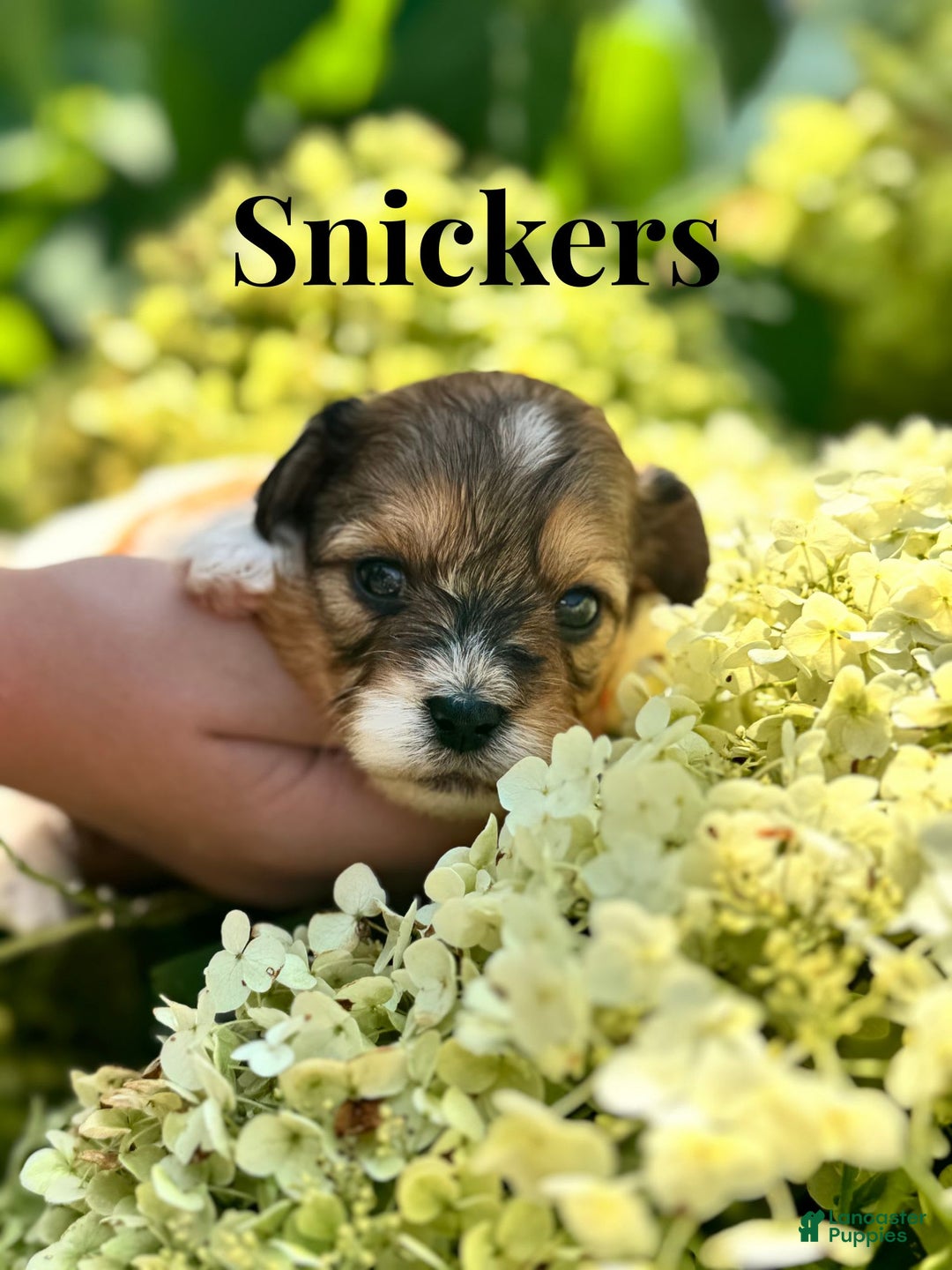 Shih Tzu dogs for sale: Snickers - Image 1