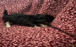 Teddy Bear dogs for sale: Scout - Image 2