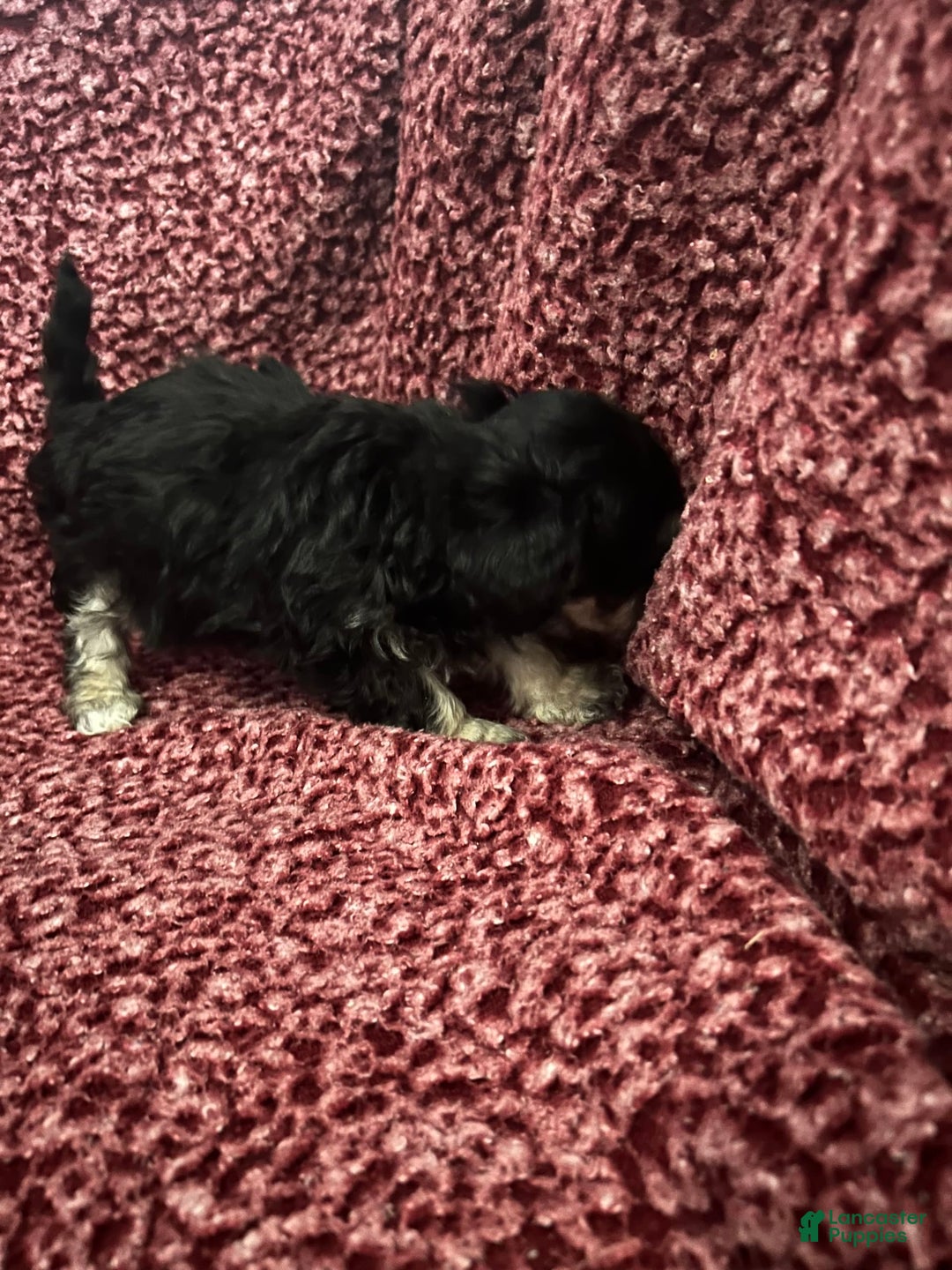 Teddy Bear dogs for sale: Scout - Image 2