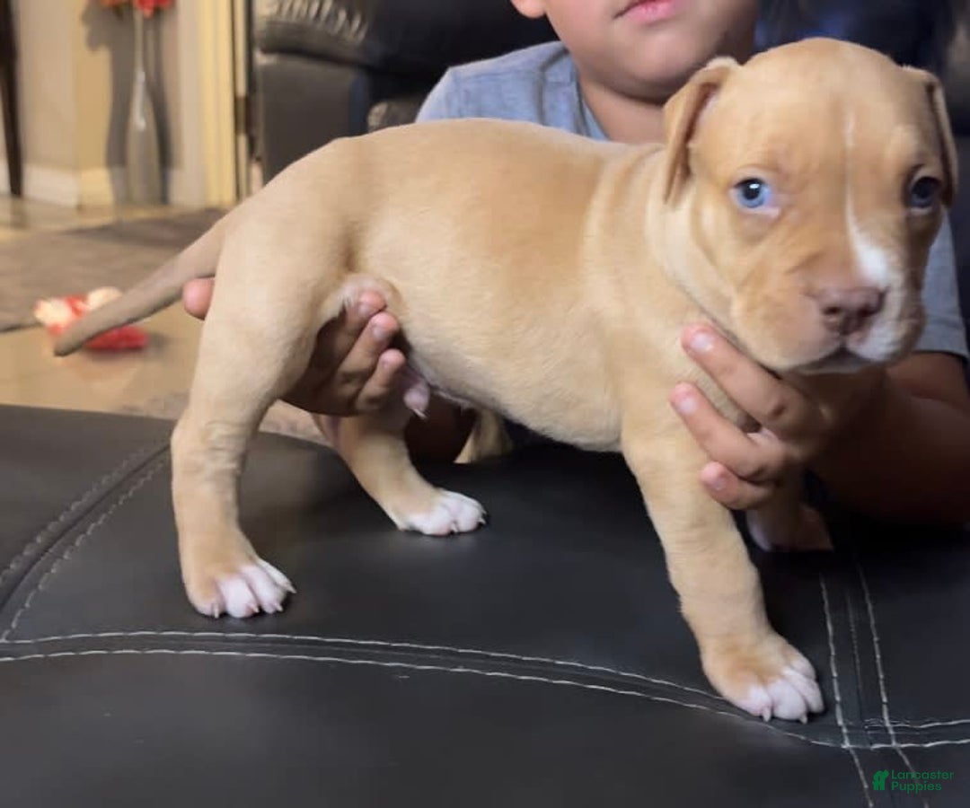 American Bully dogs for sale: Rubbel - Image 5