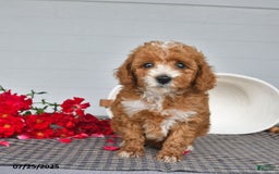 Toy Poodle dogs for sale: Nutmeg - Image 5