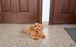 Maltipoo dogs for sale: Cody - Image 7