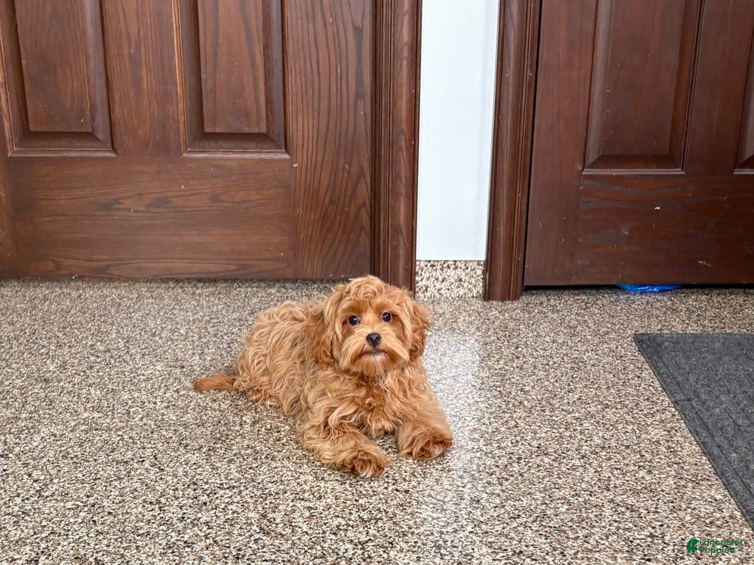 Maltipoo dogs for sale: Cody - Image 7