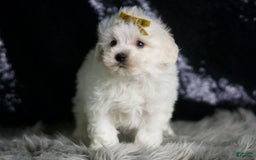 Maltipoo dogs for sale: Avalanche - Image 4