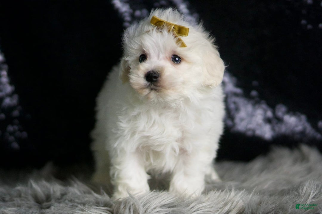 Maltipoo dogs for sale: Avalanche - Image 4