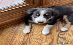 Australian Shepherd dogs for sale: Thor - Image 2