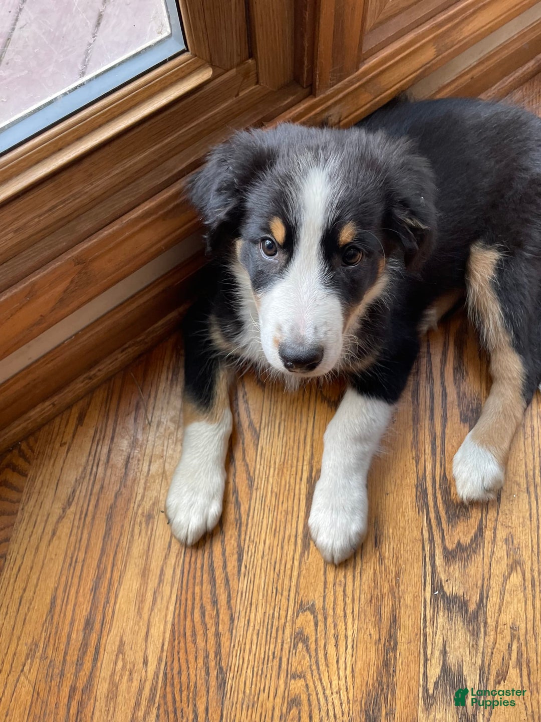 Australian Shepherd dogs for sale: Thor - Image 2