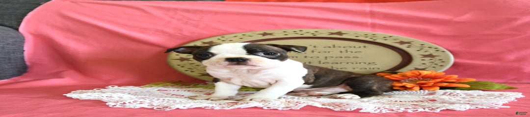 Heidi