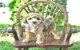 Mini Goldendoodle dogs for sale: Macy - Image 1